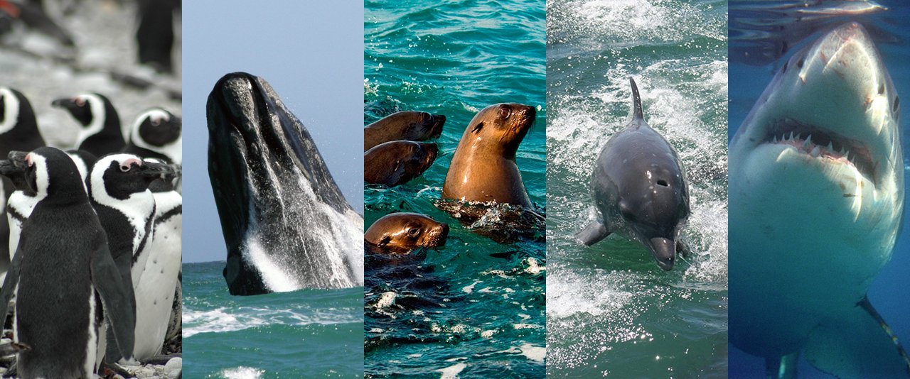 Ocean Adventures Marine Big 5
